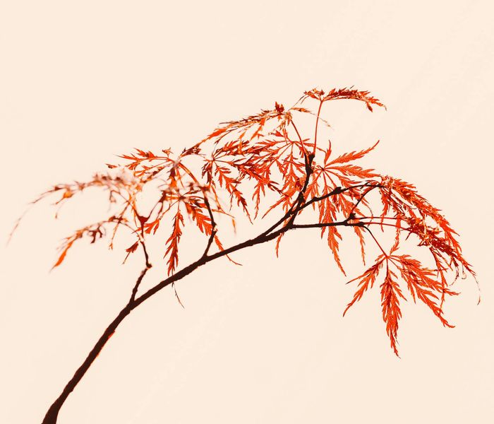 Abstract botanical lines representing vascular health